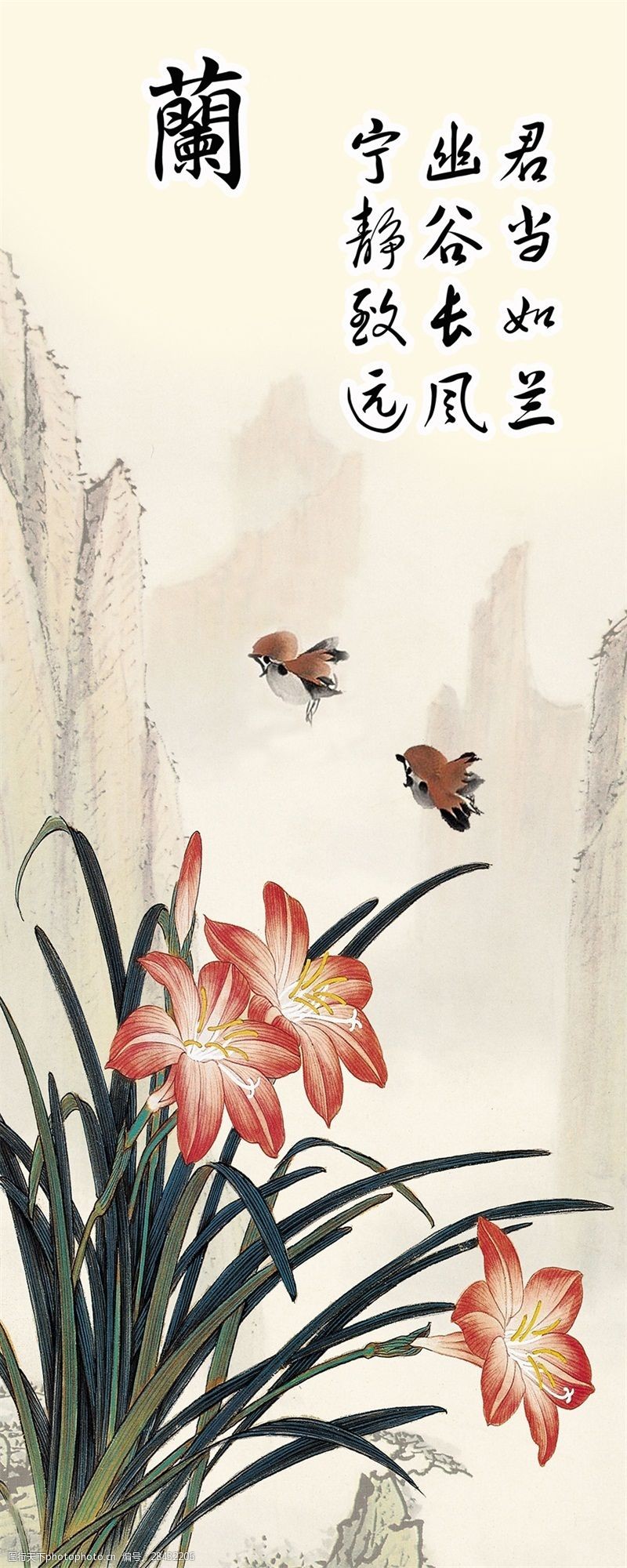 最新左岸春风一语断兰揭秘，兰花世界的独特魅力与启示