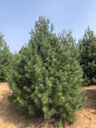 白皮松最新价格行情及趋势分析